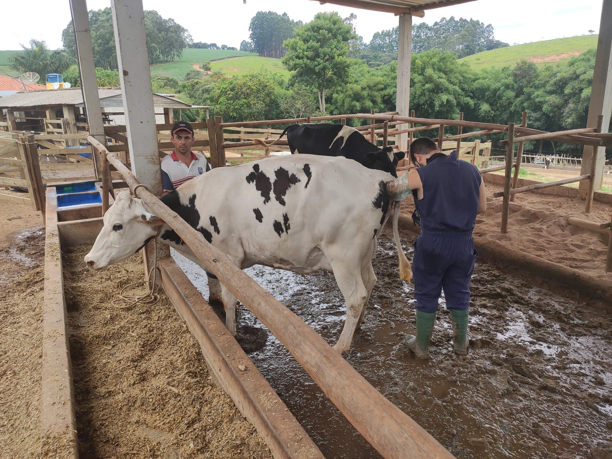 Consultor realizando exame de toque retal em uma vaca, no curral da propriedade rural.